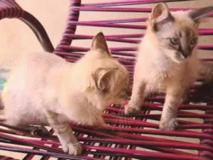 Gato raça SRD-ViraLata idade 2 a 6 meses nome Teca e Tico
