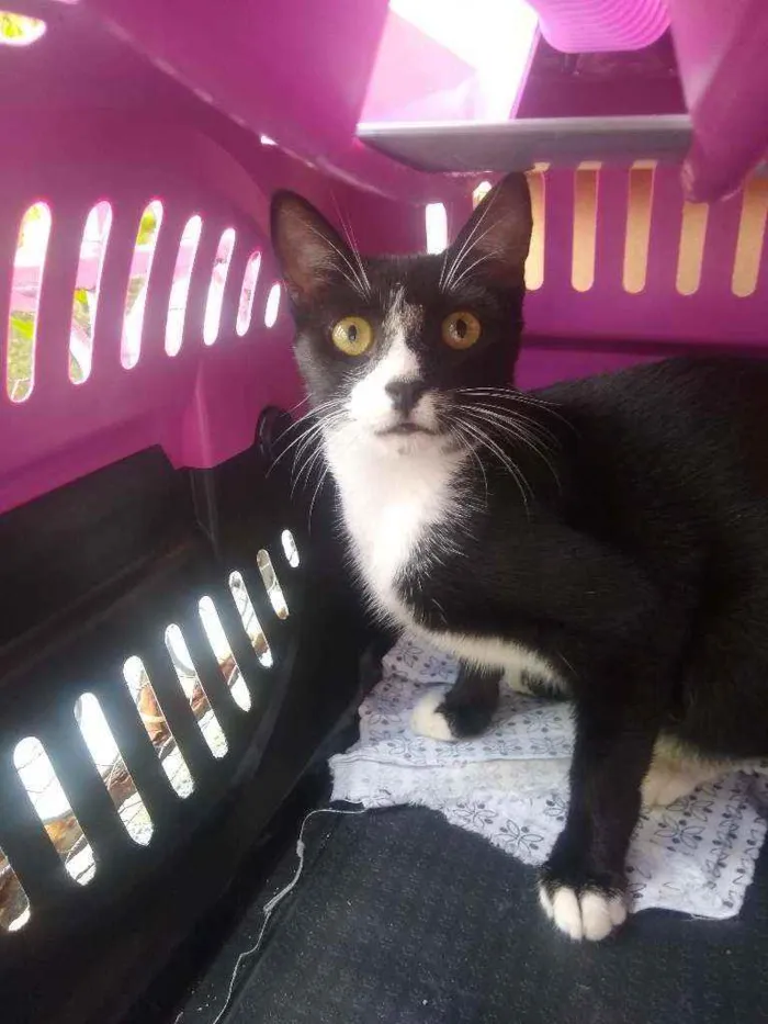 Gato raça Srd idade 2 a 6 meses nome Sarah