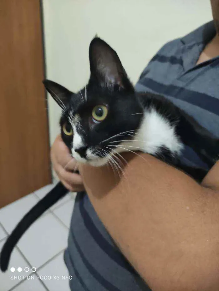 Gato raça Srd idade 2 a 6 meses nome Sarah