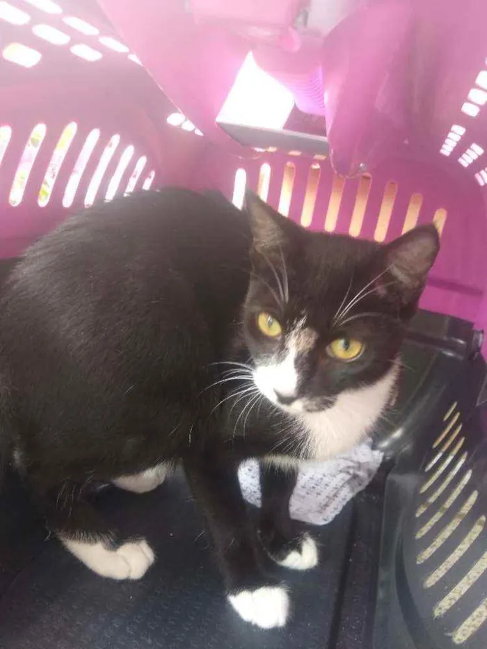 Gato raça Srd idade 2 a 6 meses nome Sarah