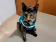 Escaminha