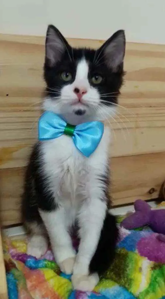 Gato raça Srd idade 2 a 6 meses nome Miguel