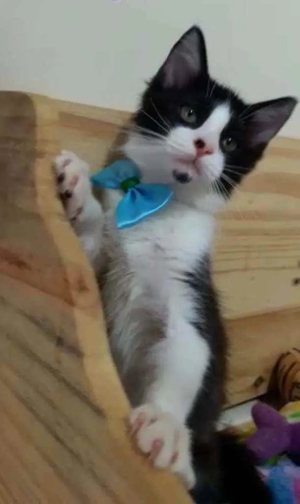 Gato raça Srd idade 2 a 6 meses nome Miguel