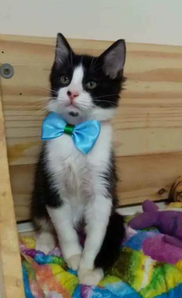 Gato raça Srd idade 2 a 6 meses nome Miguel