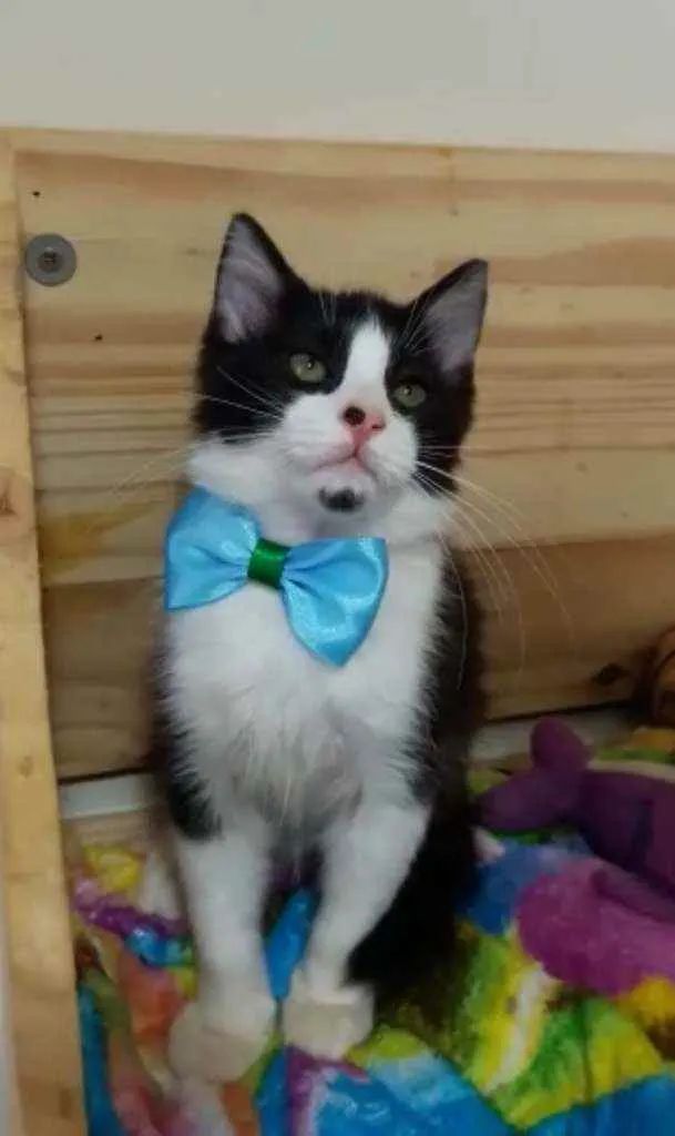 Gato raça Srd idade 2 a 6 meses nome Miguel