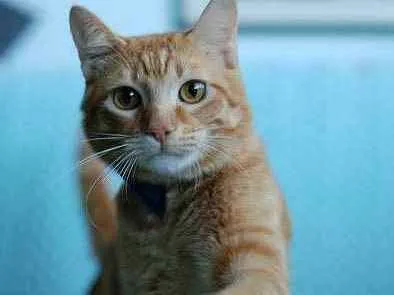 Gato ra a S.R.D. idade 1 ano nome Garfield