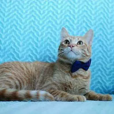 Gato ra a S.R.D. idade 1 ano nome Garfield