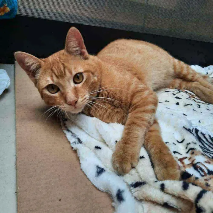 Gato ra a S.R.D. idade 1 ano nome Garfield