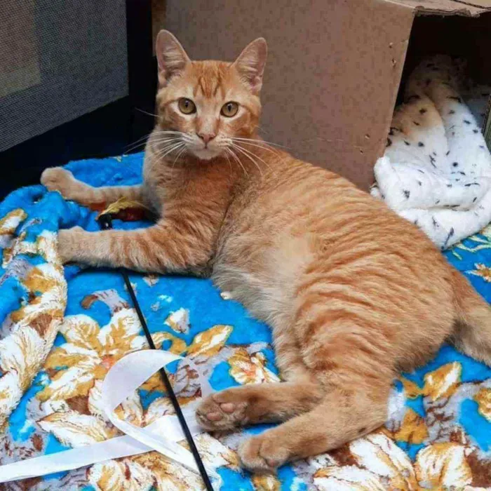 Gato ra a S.R.D. idade 1 ano nome Garfield