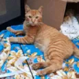 Garfield