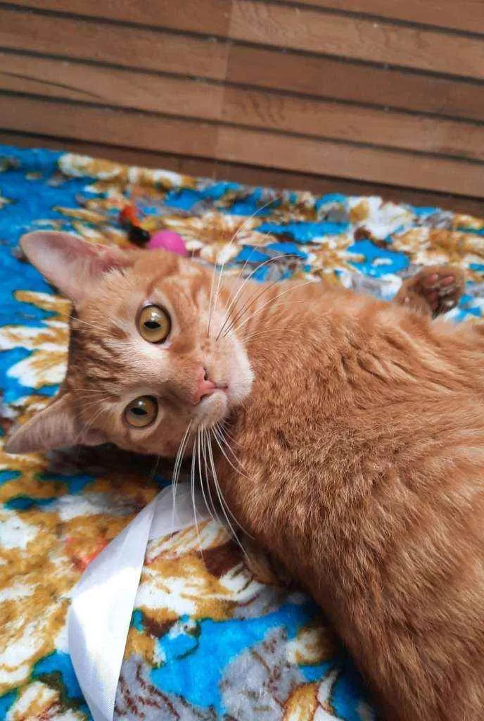 Gato ra a S.R.D. idade 1 ano nome Garfield
