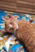 Garfield