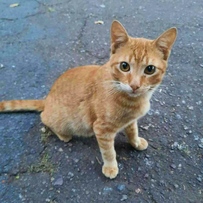 Gato ra a S.R.D. idade 1 ano nome Garfield