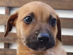 Cachorro raça SRD  idade Abaixo de 2 meses nome Sem nome