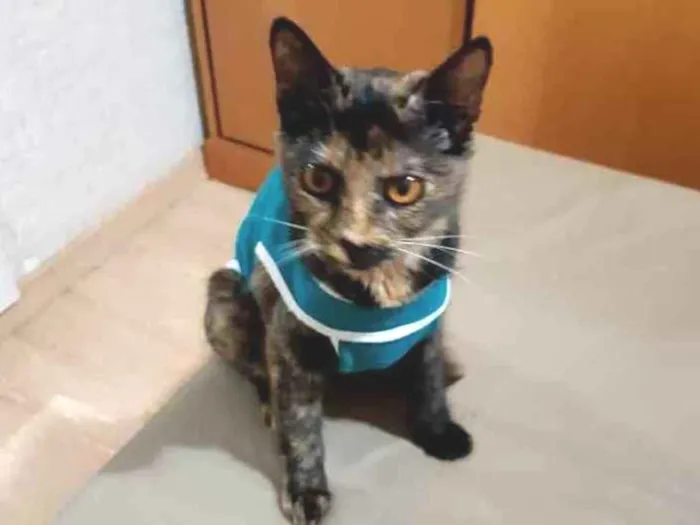 Gato ra a SRD idade 2 a 6 meses nome Escaminha