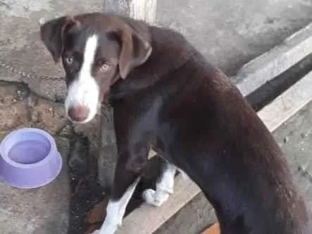 Cachorro ra a  idade 7 a 11 meses nome Mel