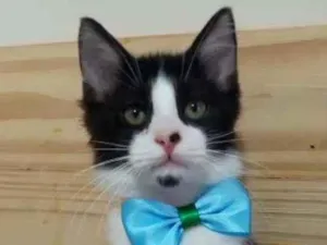 Gato raça Srd idade 2 a 6 meses nome Miguel