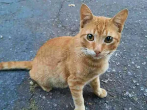 Gato raça S.R.D. idade 1 ano nome Garfield