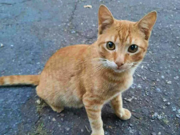 Gato ra a S.R.D. idade 1 ano nome Garfield