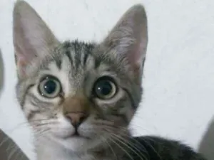 Gato raça SRD-ViraLata idade 2 a 6 meses nome Peteca