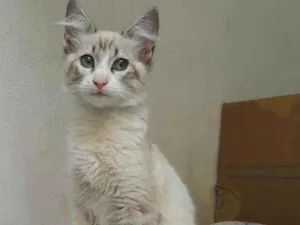 Gato raça Srd idade 2 a 6 meses nome Simon