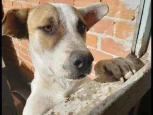 Cachorro raça Red nose com sharpei  idade 1 ano nome Nick 