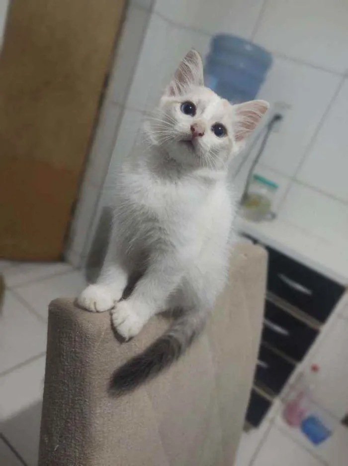 Gato raça  idade Abaixo de 2 meses nome Jimmy