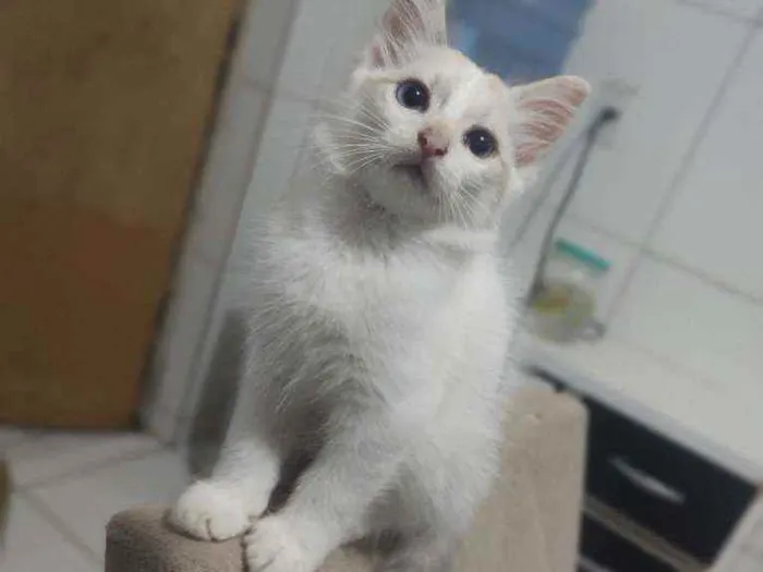 Gato raça  idade Abaixo de 2 meses nome Jimmy