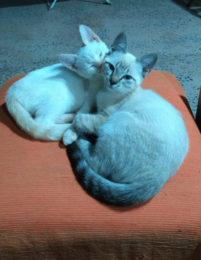 Gato ra a Desconheço idade 2 a 6 meses nome Sem nome