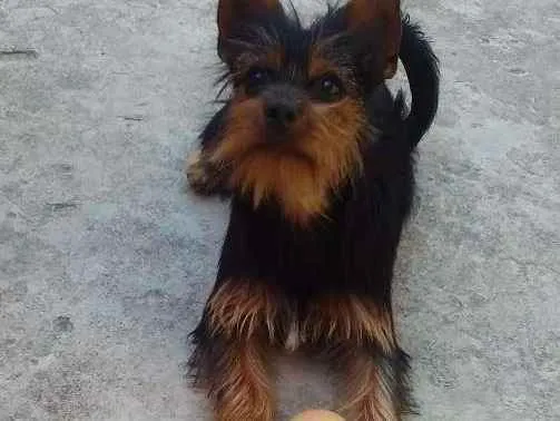 Cachorro ra a misturada idade 1 ano nome amora 