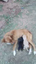 Fofuras