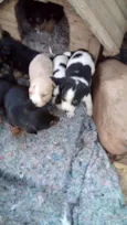 Fofuras