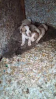 Fofuras