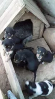Fofuras