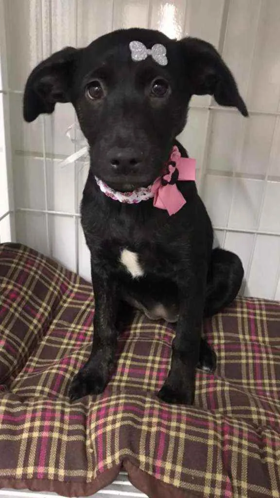 Cachorro raça SRD  idade 2 a 6 meses nome Tutti 