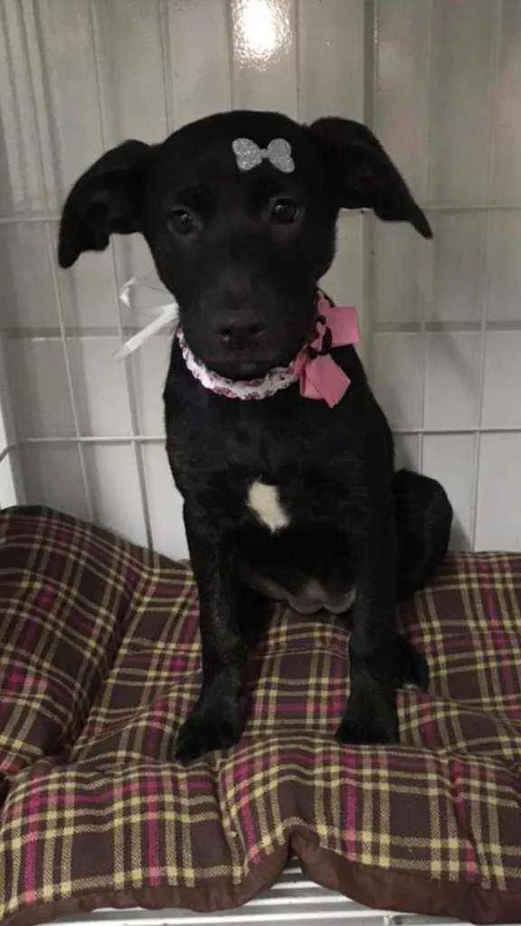 Cachorro raça SRD  idade 2 a 6 meses nome Tutti 