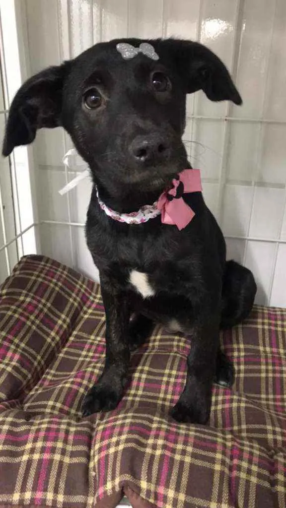 Cachorro raça SRD  idade 2 a 6 meses nome Tutti 