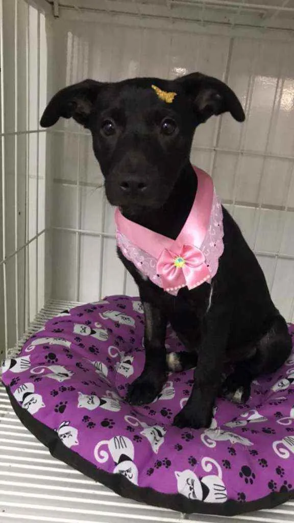 Cachorro raça SRD  idade 2 a 6 meses nome Luna 