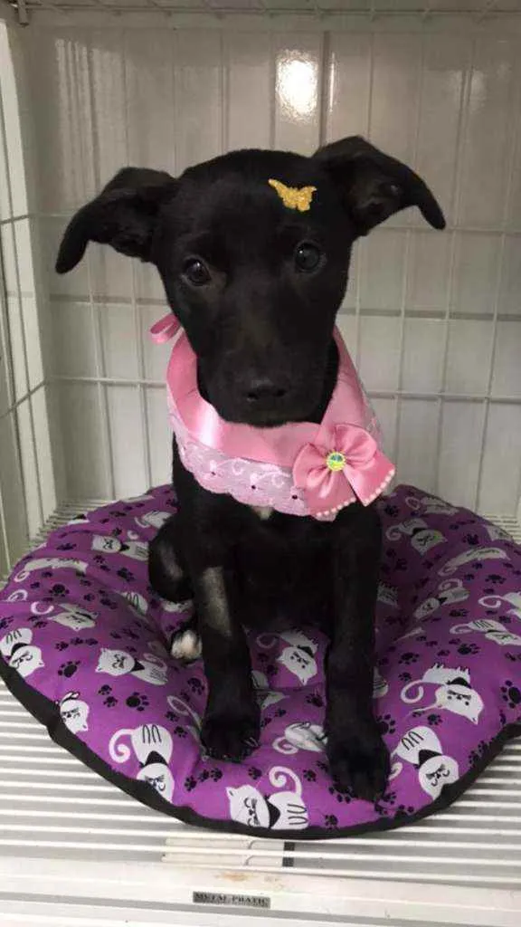 Cachorro raça SRD  idade 2 a 6 meses nome Luna 