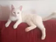 Floquinho
