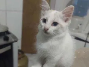 Gato raça  idade Abaixo de 2 meses nome Jimmy