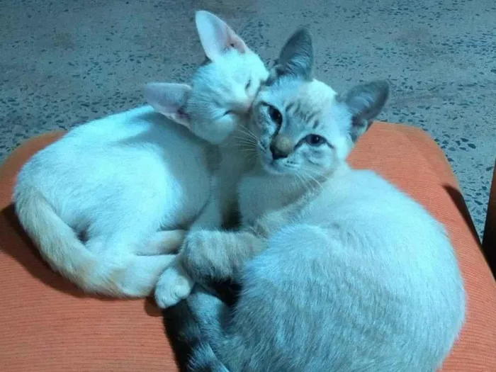 Gato ra a Desconheço idade 2 a 6 meses nome Sem nome