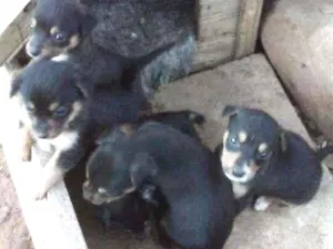 Cachorro raça SRD-ViraLata idade Abaixo de 2 meses nome Fofuras