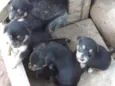Fofuras