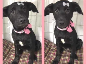 Cachorro raça SRD  idade 2 a 6 meses nome Tutti 