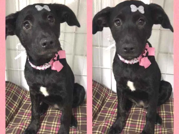 Cachorro raça SRD  idade 2 a 6 meses nome Tutti 