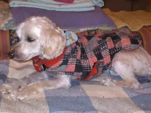 Cachorro raça Poodle idade 4 anos nome Poodle
