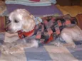 Poodle