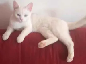 Gato raça SRD-ViraLata idade 7 a 11 meses nome Floquinho