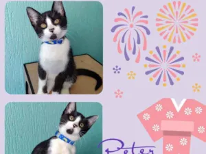 Gato raça SRD  idade Abaixo de 2 meses nome Peter 